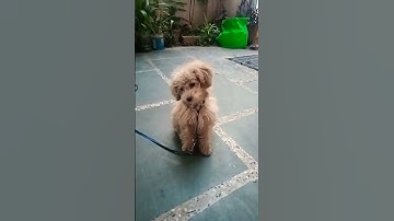 Thumbnail of How does your dog react to this sound!?#dogsound #poodle