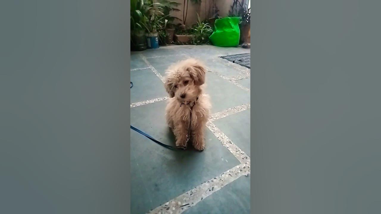 How does your dog react to this sound!?#dogsound #poodle