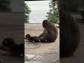 毛繕い中はじっとしてなさいっ！ 🐒 #ニホンザル #ニホンザルの赤ちゃん #高崎山自然動物園 #monkey