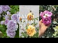 DA roses for sale #rare petals