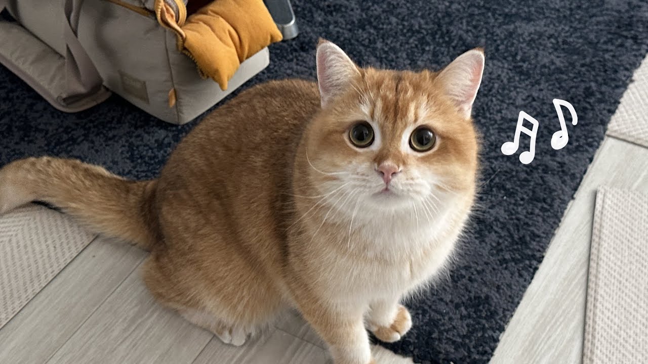 소빵이의 투머치 말대답.. 곧 노래까지 부를기세다. 웨오오옹🎵 | 고양이 브이로그 맛집