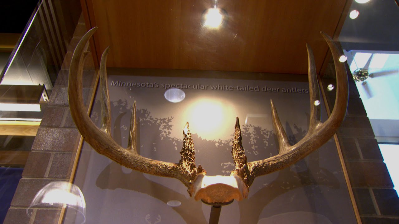 Record Antlers Unveiled