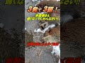 イノシシ3発で3頭!退治が遅くなってゴメンなさい!♯shorts