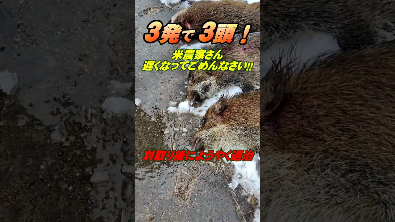 イノシシ3発で3頭!退治が遅くなってゴメンなさい!♯shorts
