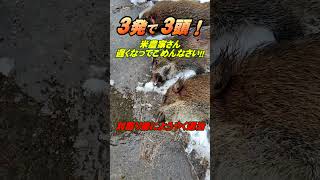 イノシシ3発で3頭!退治が遅くなってゴメンなさい!♯shorts