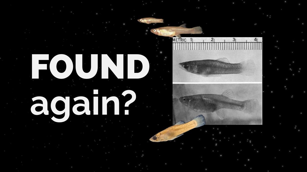 The MYSTERY of the San Marcos Gambusia!