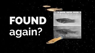 The Mystery Of The San Marcos Gambusia