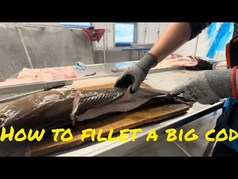 How to fillet large cod😁🎣👍