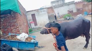 4 Buffalos for sale (pind kaleke)no.9915189087