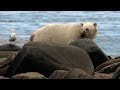 Bear Behavior and Feeding Habits