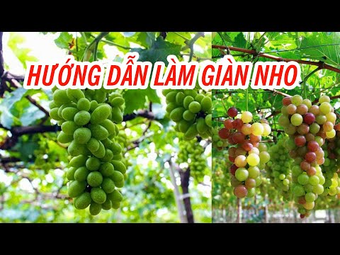Video Cách trồng nho - Cách làm giàn trồng nho | SIÊU THỊ... - youtube