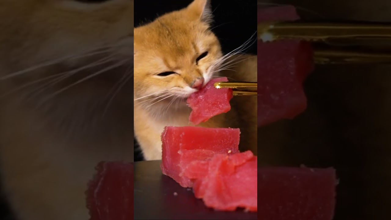 Cat eats bluefin tuna - Asmr Cat 