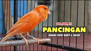 KENARI GACOR Panjang, Suara PANCINGAN Kenari PAUD Belajar Bunyi Ngeriwik | Masteran Kenari Paud #738