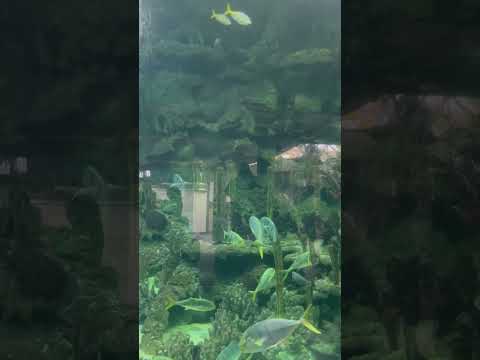 Video: Obisk živalskega vrta Pittsburgh in akvarija PPG
