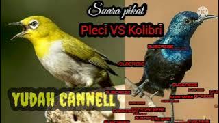 suara pikat kolibri vs pleci . mantap jamin ampuh