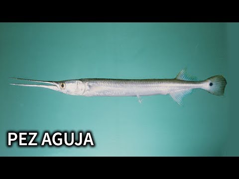 Video: ¿Son buenos para comer los peces aguja?
