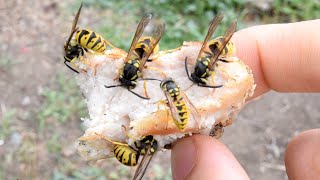 YELLOWJACKETS COLLECTING PROTEIN!!! [WASPCAM]