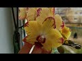 Тёплый подоконник для орхидей и других комнатных растений, мой опыт.