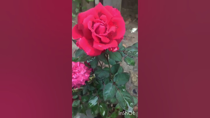 rose#kerala