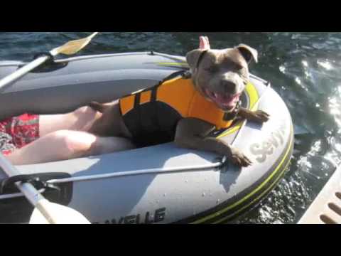 pitbull life jacket