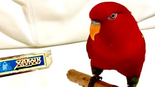 Red birb🍅SUPER XEVIOUS