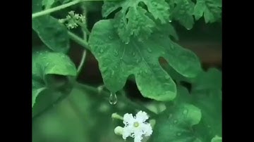 تلاوة مباركة من سورة هود  . القاريء عمر الهاشمي