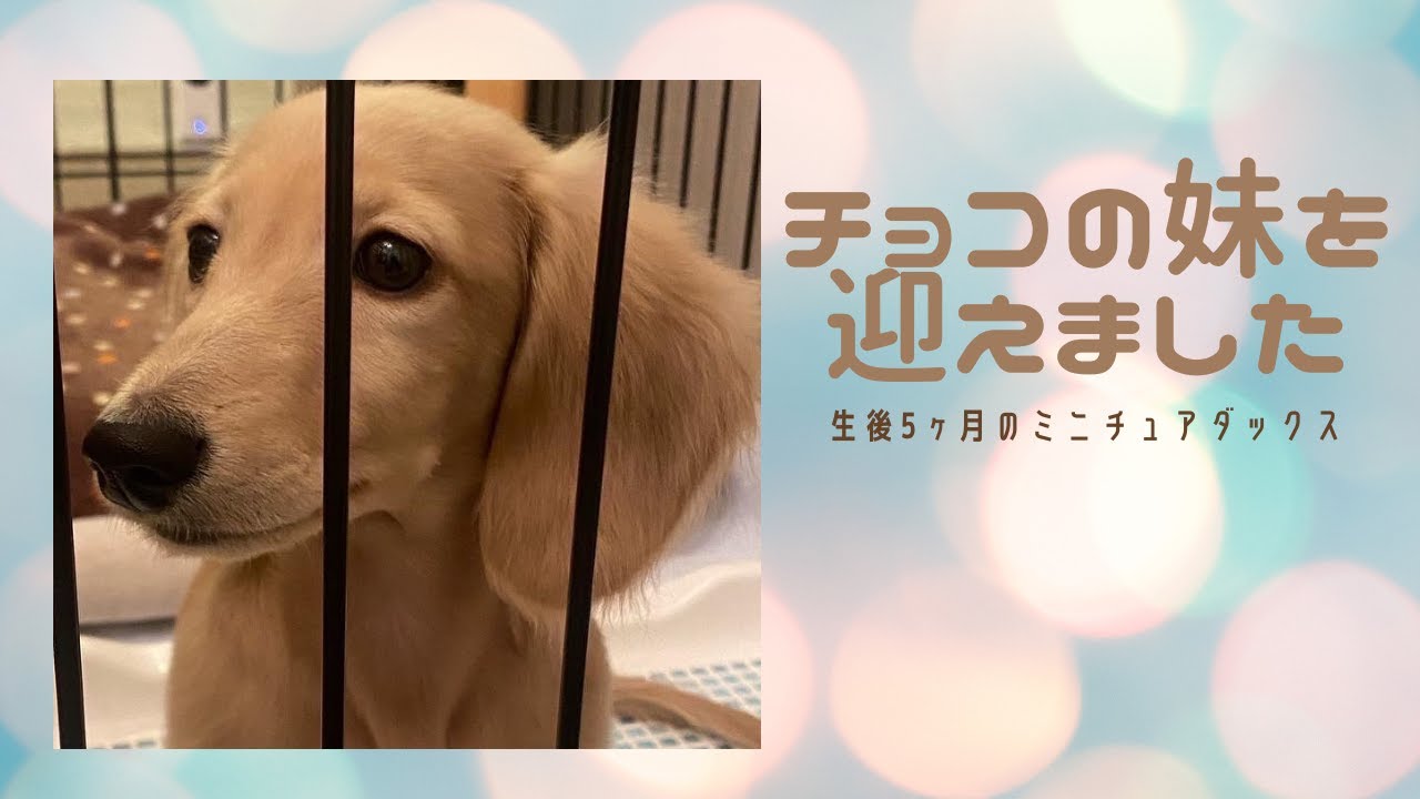 チョコの妹を迎えました。生後5ヶ月のミニチュアダックスフンド