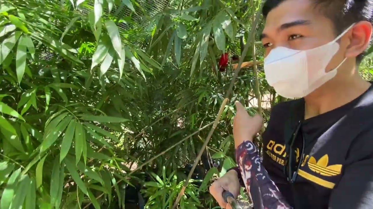 Explore Cebu, Philippines : (DAY 5) CEBU SAFARI ft. BIRD AVIARY