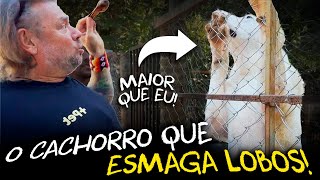 ALABAI: A MAIOR RAÇA DE CÃES DE GUARDA DO MUNDO!