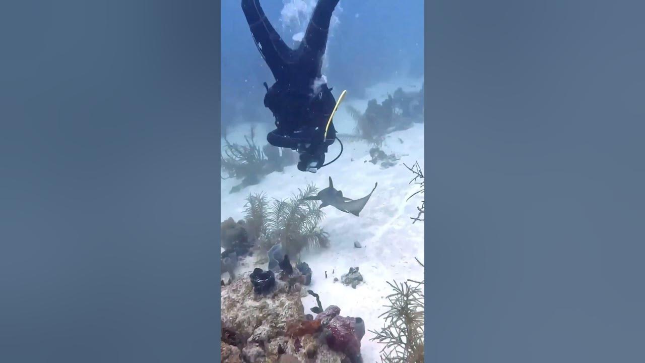 The most common misconceptions about SHARKS! - Discover Costa Maya