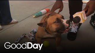 Celebrate National Dog Day by adopting a dog in need of a home! | Final Plea @GoodDaySacramento