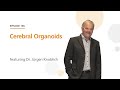 Cerebral Organoids featuring Dr. Jürgen Knoblich | The Stem Cell Podcast