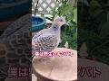 僕の名前はブルーノ