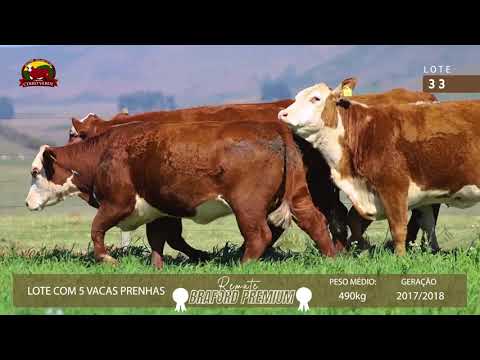 LOTE 33 - 05 VACAS PRENHAS