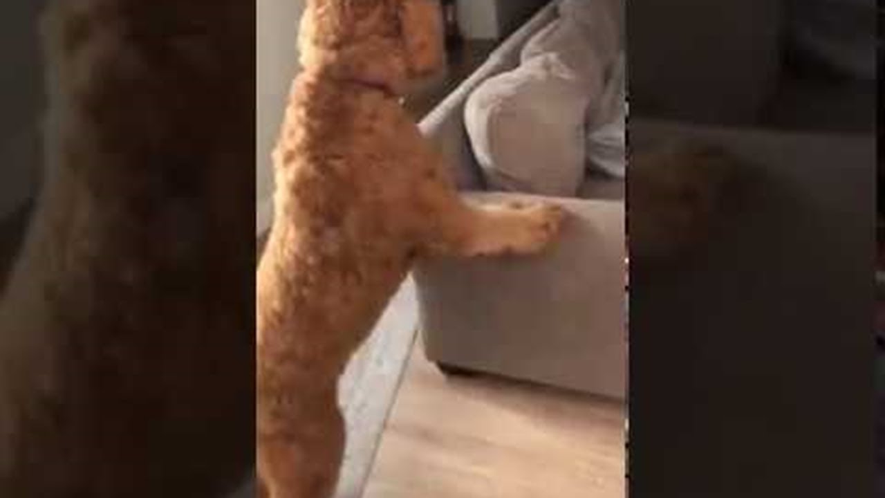 Owner Pranks Dog By Hiding Viralhog Youtube