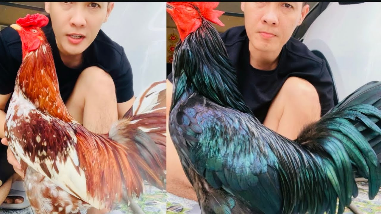 Gà Lông Tượng-Ô Tuyền-Ngày 26/2-Top 13 Chú Gà Mới-LH: 0349578805-Trại Gà Điền AK