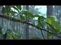 Deep Forest Rain Sounds for Sleeping Instantly 🌧️ Pure Nature Ambience, No Noise,No Music,RELAXATIO