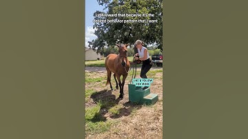Advancing horse training: mastering mounting block techniques step by step