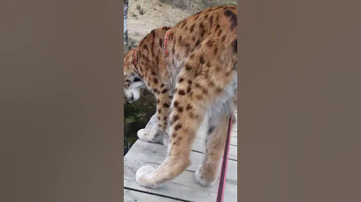 Video 9269621: lynx cat, lynx playing, funny lynx, cats catlover funny, cat playing water
