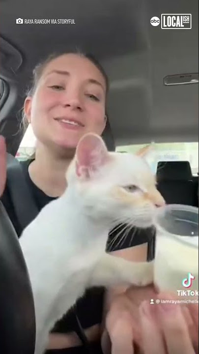 Kitten Enjoys Whipped Cream 'Pup Cup' - Youtube
