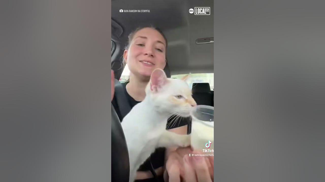 Kitten Enjoys Whipped Cream 'Pup Cup' - Youtube