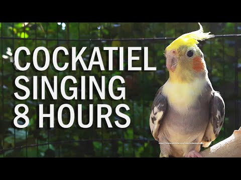 Pied Cockatiel Singing Sounds , Cockatiel Calls - Natural Song