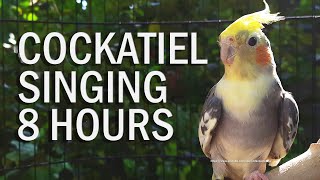 Pied Cockatiel Singing Sounds (Tono), Cockatiel Calls - Natural Song screenshot 2