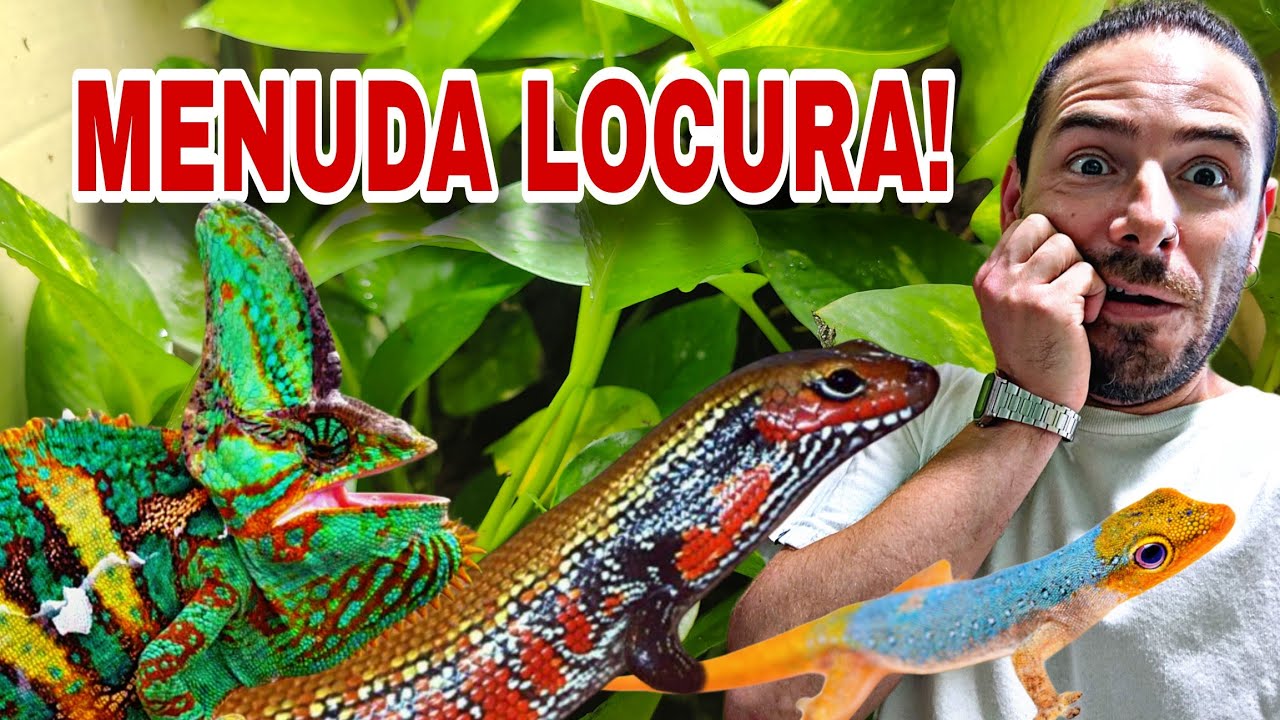 UNBOXING! NOVEDADES BICHERAS que NUNCA HEMOS TENIDO! Camaleones, geckos, ranas pacman, tritones... 