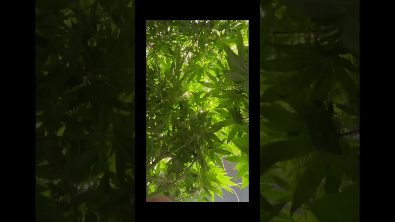 Week 3 flower Magic Candy Mountain OG 