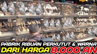 PABRIK BURUNG PERKUTUT ! UPDATE HARGA BURUNG PERKUTUT & WARNA TERBARU HARI INI