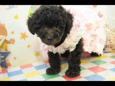 堺市のペットショップのタイニープードルペットNo.200764の子犬動画サムネイル