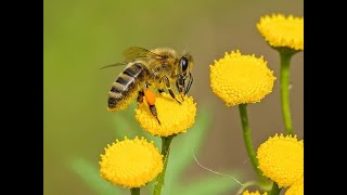 * فوائد عسل النحل *  يخرج من بطونها شراب مختلف الوانه