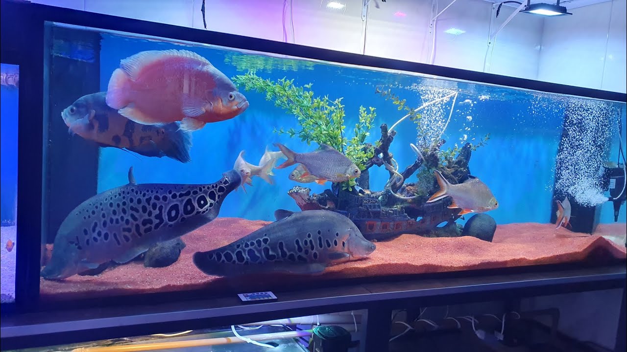 atualização no quarto dos aquários só os monstros 