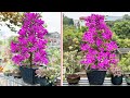 Amazing bright flower pots are propagated from garden plants by surprise